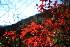 川苔山