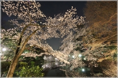 日本の春夜を桜が染める