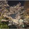 日本の春夜を桜が染める