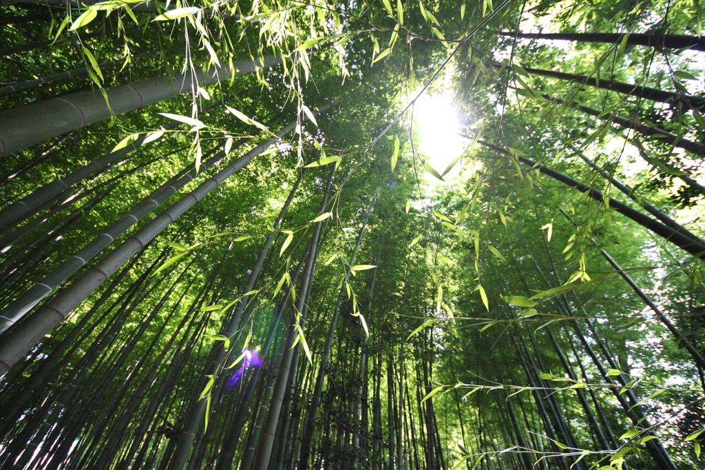 bamboo grove