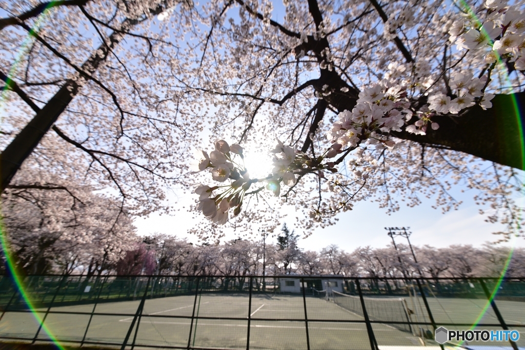 桜に目が眩む