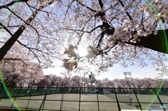 桜に目が眩む