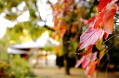 奥山に紅葉踏み分け啼く鹿の