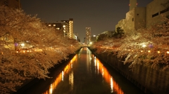 目黒川の桜