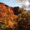 gold days-錦日-