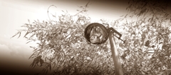 broken street light