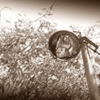 broken street light