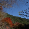 紅咲く晩秋