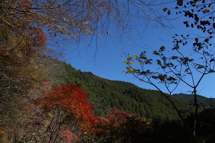 澄む空、燃える木々