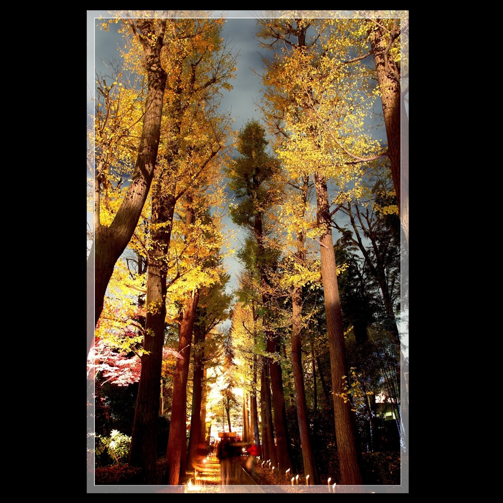 イチョウのアーケード