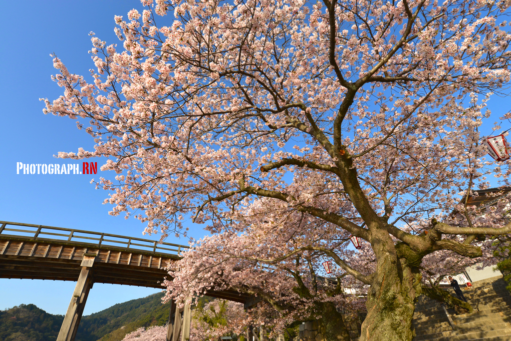 錦帯橋の桜