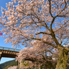 錦帯橋の桜