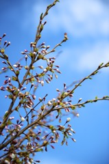 春…桜