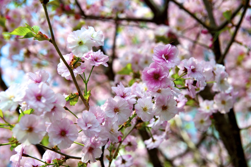 春…桜