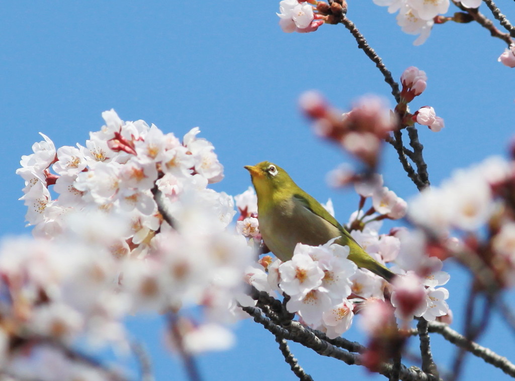 メジロも花見