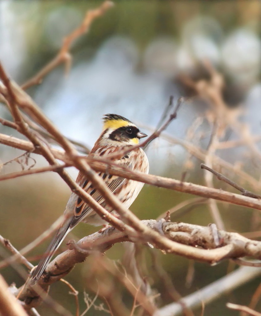 ミヤマホウジロ♂