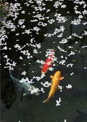 宴