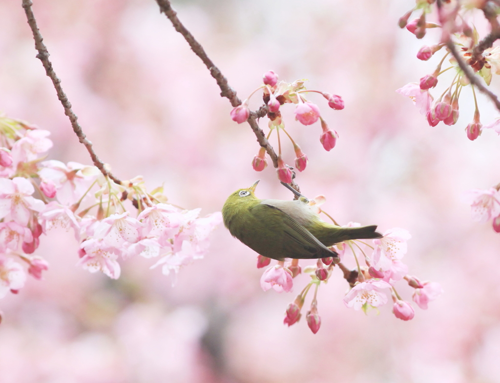 花風