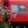 桜電車