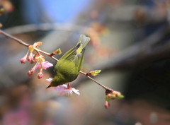 きれいな春