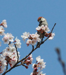 桜に舞う