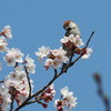 桜に舞う