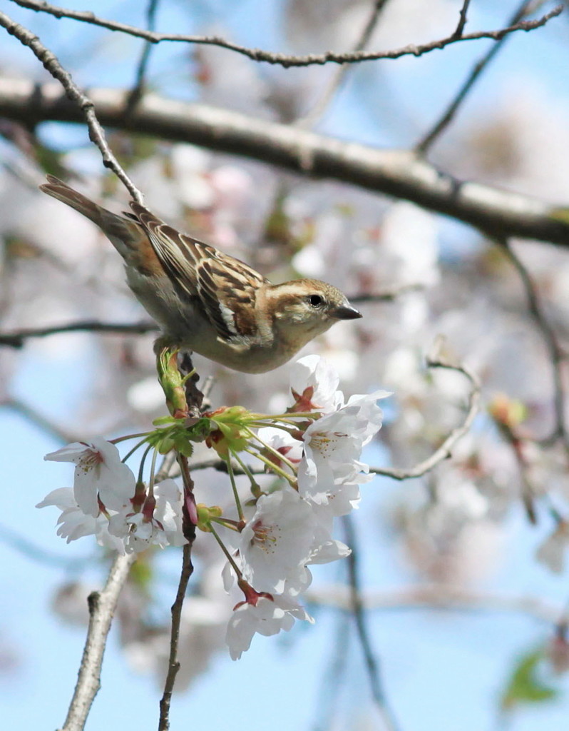 ニュウナイスズメ♀