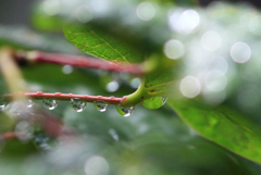 雨