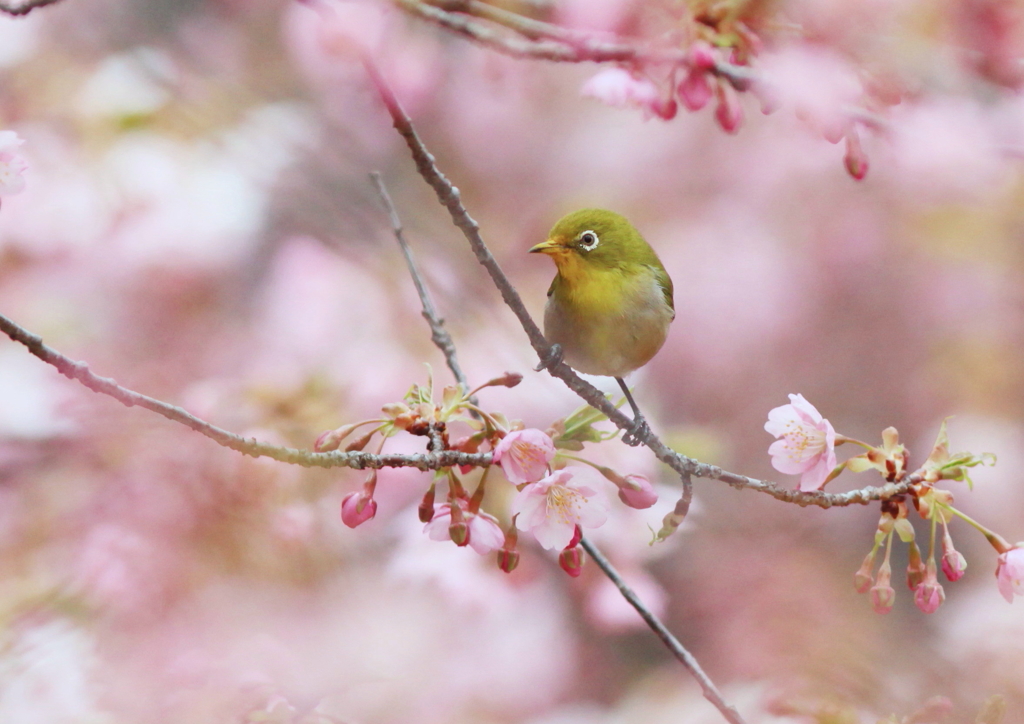 Miss　SAKURA