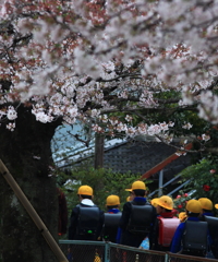 さくらで一年生