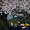 さくらで一年生