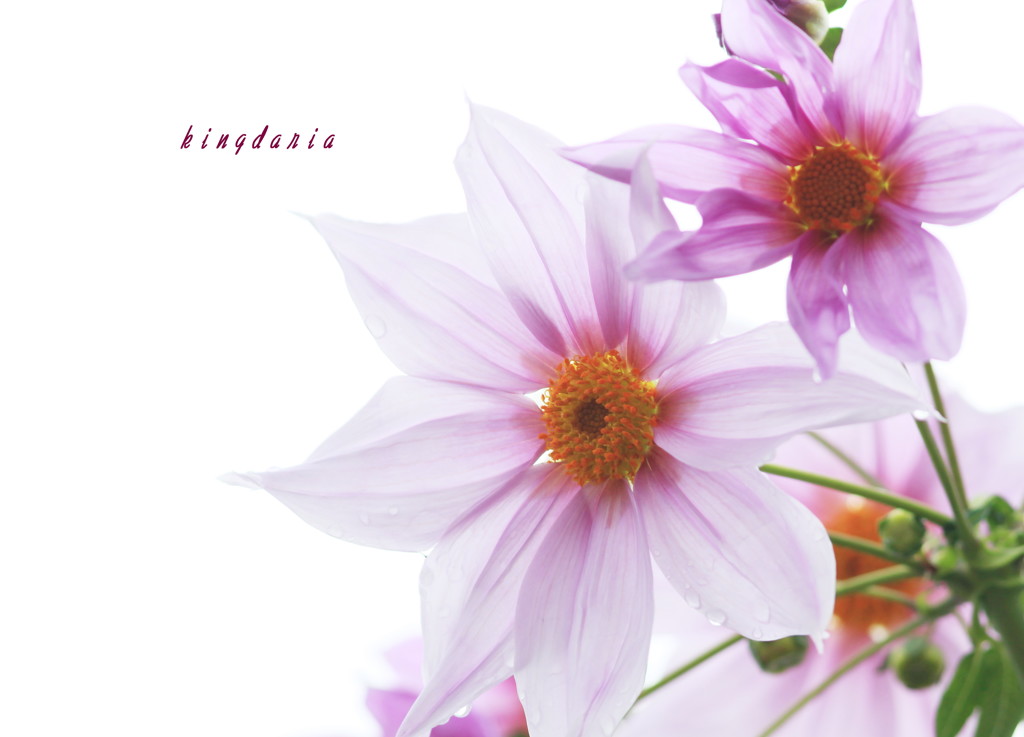 KouteiDaria Ⅱ