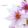 KouteiDaria Ⅱ