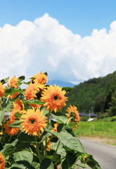 里山の夏