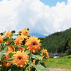 里山の夏