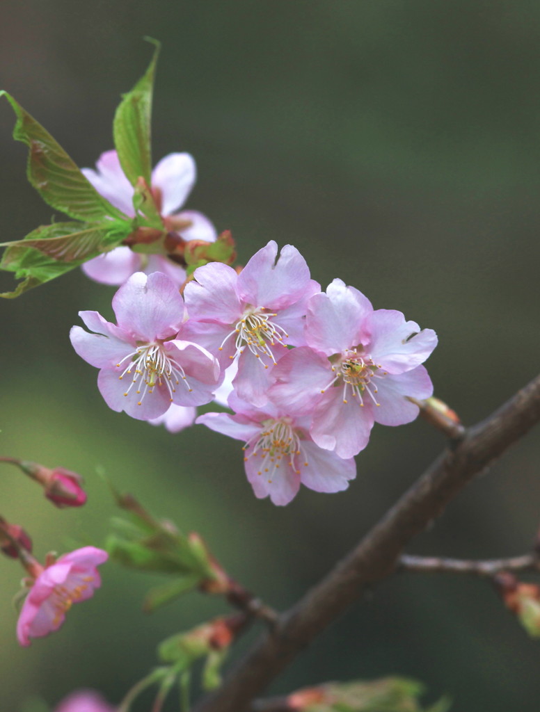 河津桜