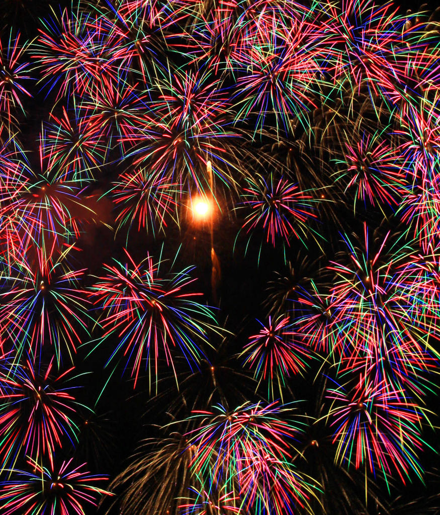 夏の花