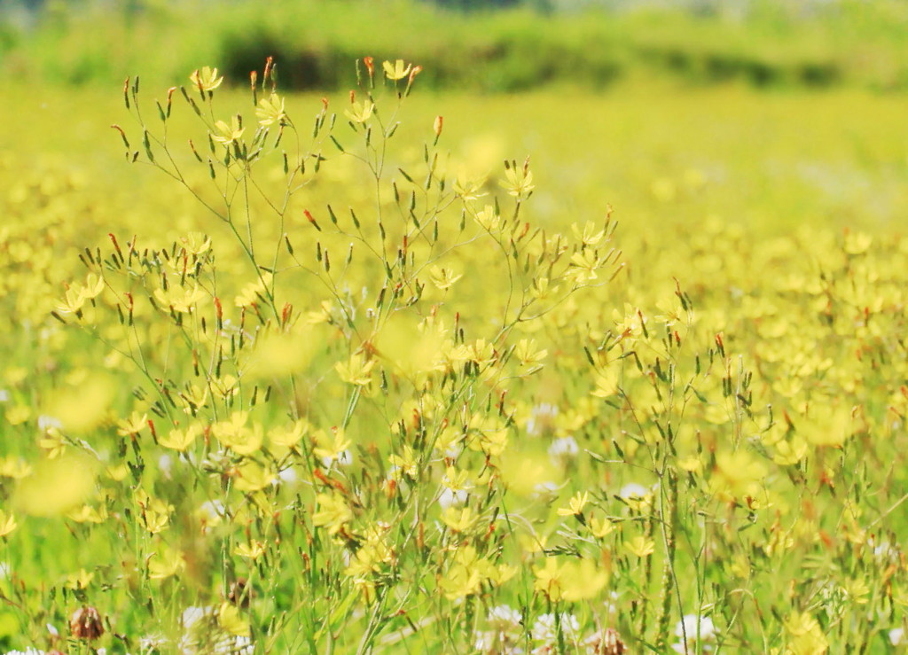 花園