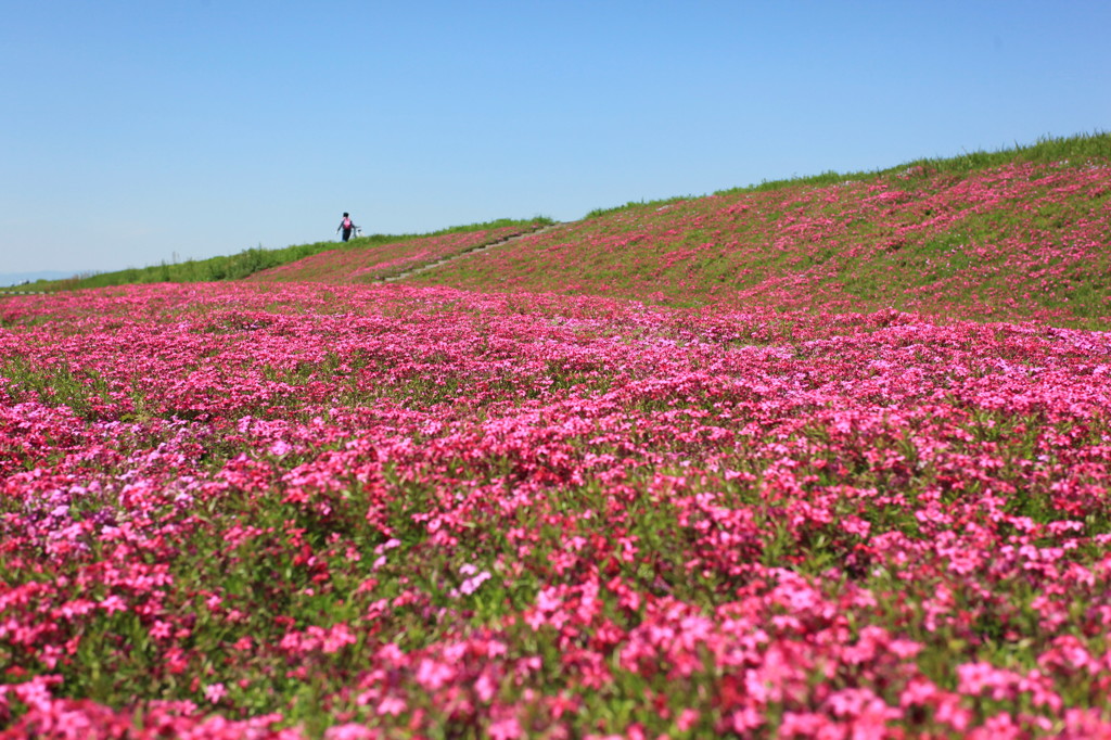 芝桜