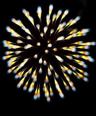 夏の花（10）