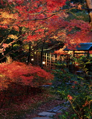 白鳥庭園の紅葉（Ⅱ）