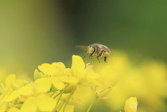 ミツバチ初撮り