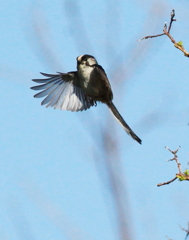 鳴子じゃないよI