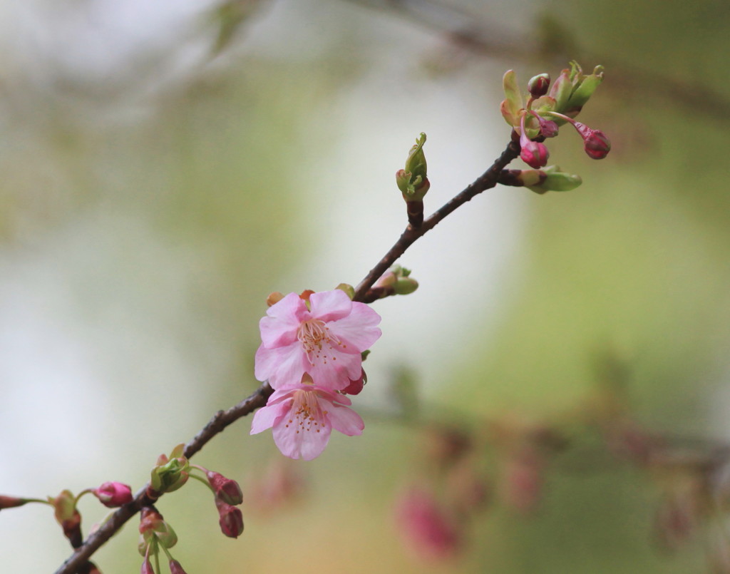 河津桜一輪