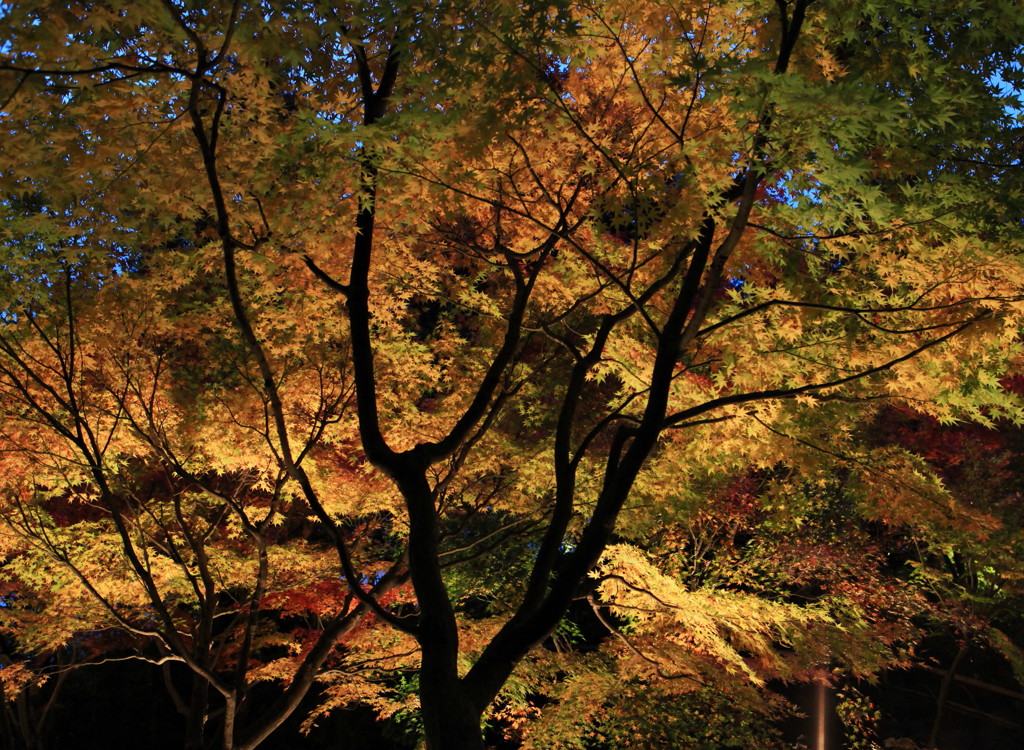 白鳥庭園の紅葉（Ⅰ）