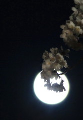 月と桜