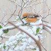 雪のモズ君