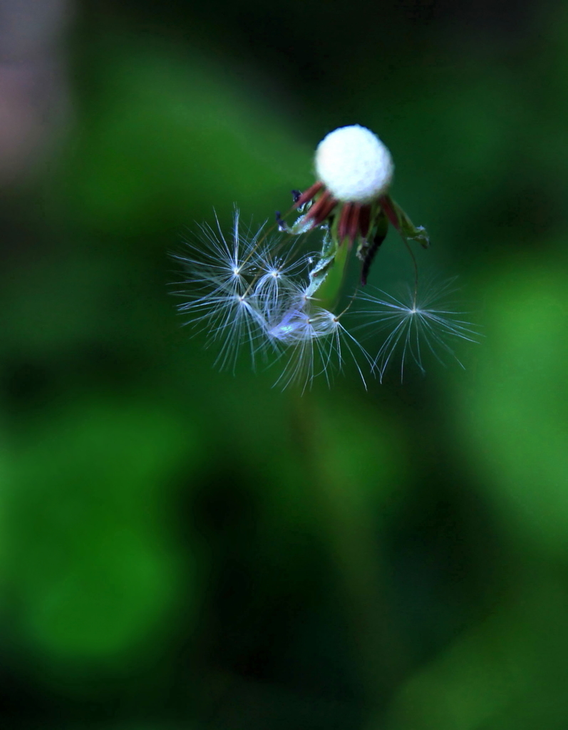 線香花火