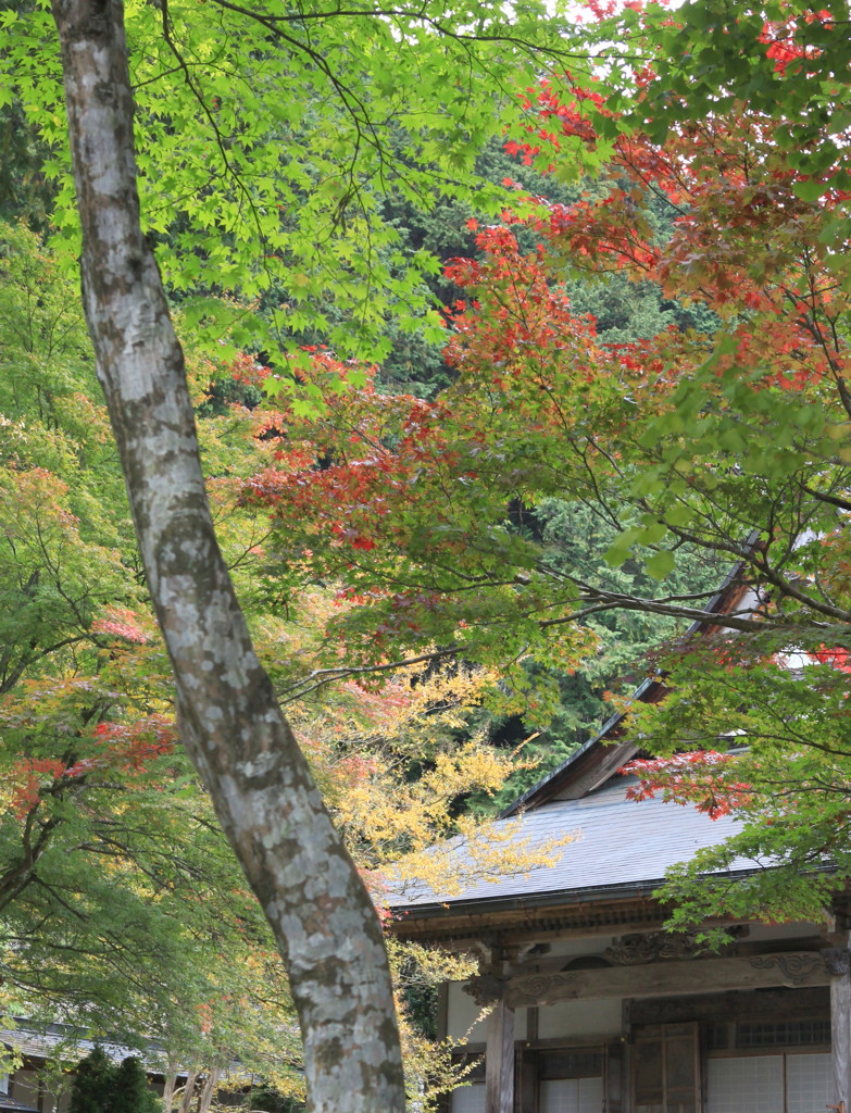 本日（11/3）　郡上 大乗寺の紅葉状況です・・
