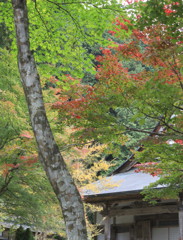 本日（11/3）　郡上 大乗寺の紅葉状況です・・